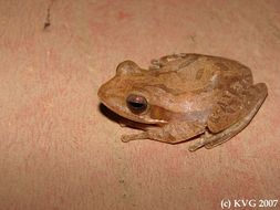 Image of Himalayan Tree Frog
