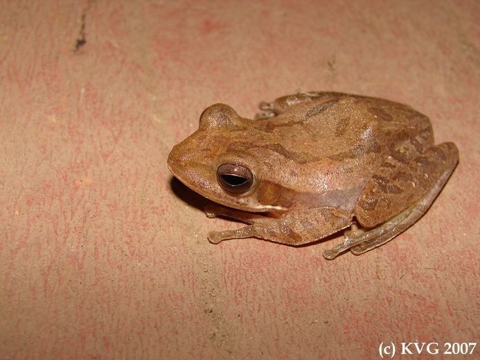 Image de Polypedates maculatus (Gray 1830)