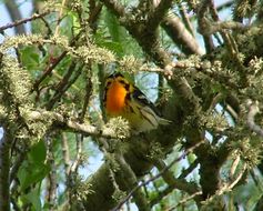 Image of Blackburnian Warbler