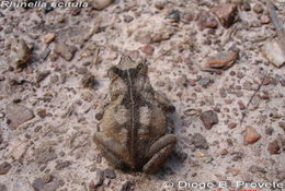 Image of Rhinella scitula (Caramaschi & Niemeyer 2003)