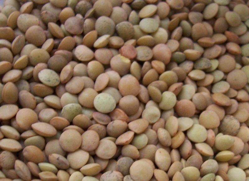 Image of lentil