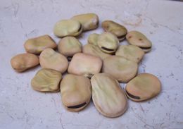 Image of Broad Bean