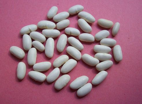 Image of kidney bean