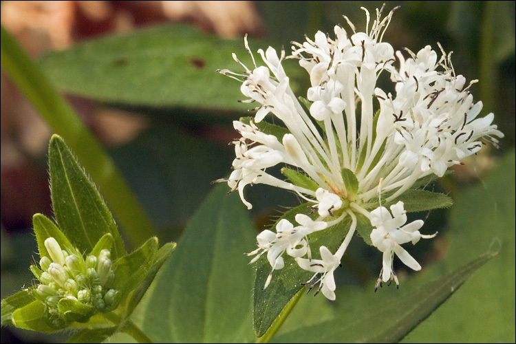 Plancia ëd Asperula taurina L.