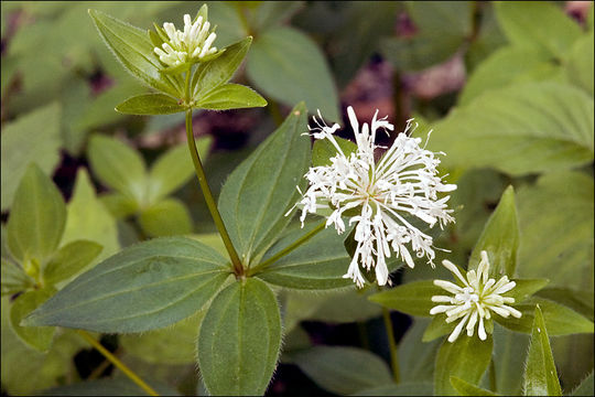 صورة Asperula taurina L.