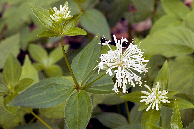 صورة Asperula taurina L.