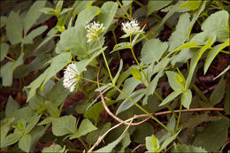 Image of Asperula taurina L.