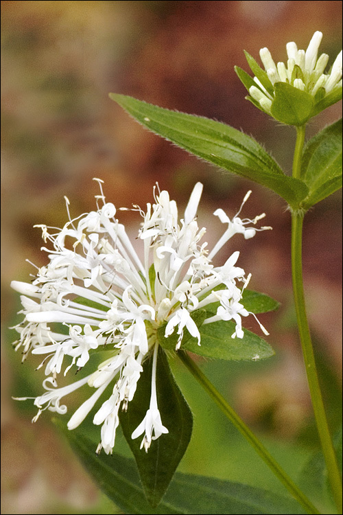 Image of Asperula taurina L.