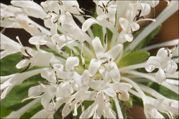 Image of Asperula taurina L.