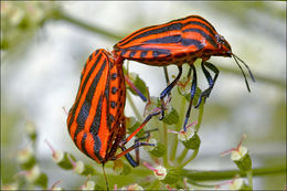 Image of <i>Graphosoma italicum</i>