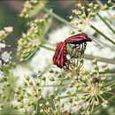 Image of <i>Graphosoma italicum</i>