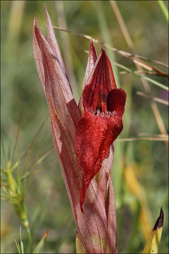 Image of <i>Serapias istriaca</i>