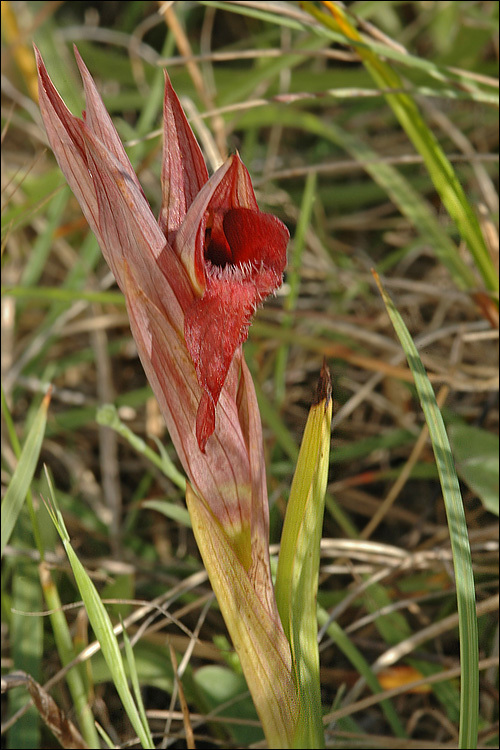 <i>Serapias istriaca</i>的圖片