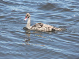 Image of Black Swan