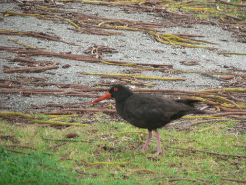 Haematopus fuliginosus Gould 1845 resmi