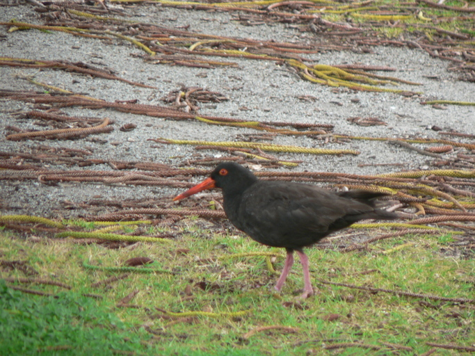 Image of Sooty Oystercatcher