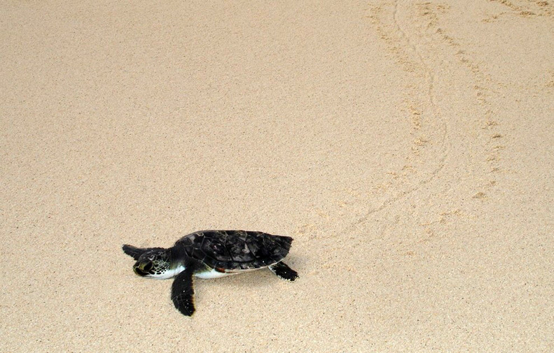 Image of Green Turtle