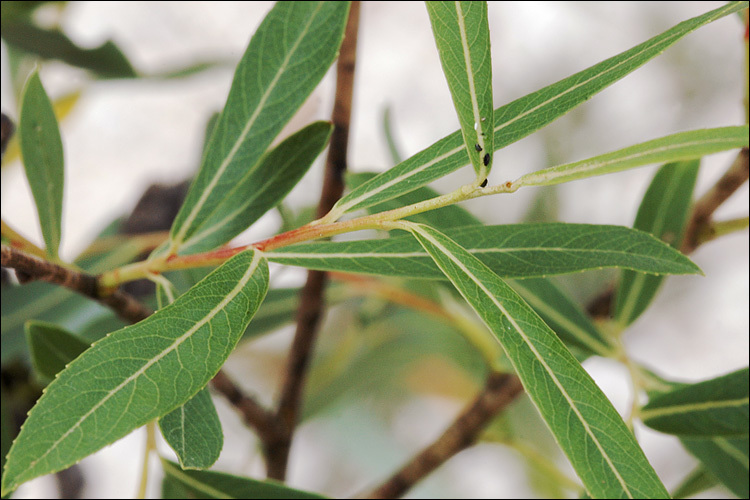 Image of purple willow