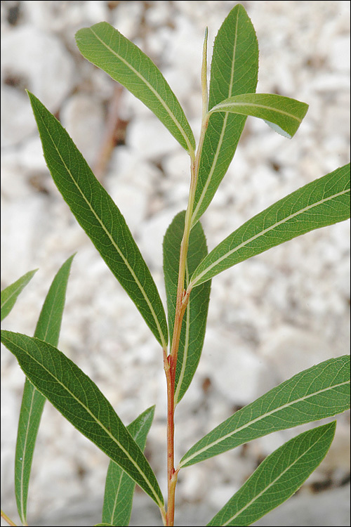 Image of purple willow