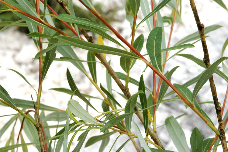 Image of purple willow