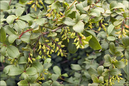 Plancia ëd Berberis vulgaris L.