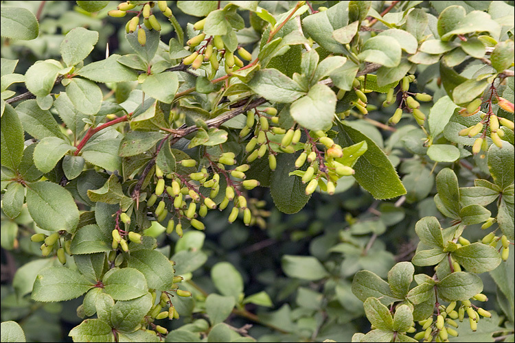 Image of Common Barberry