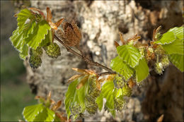 Image of European beech