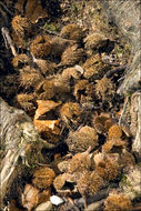 Image of European beech