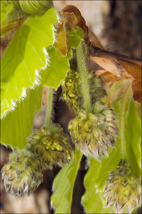 Image of European beech