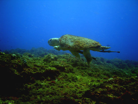 Image of Loggerhead Turtle