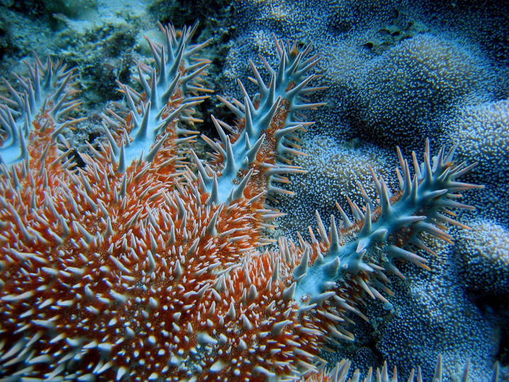 Image of Crown of thorns starfish