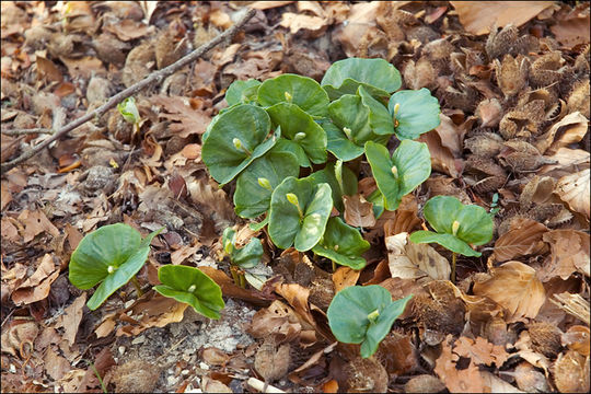 Image of European beech