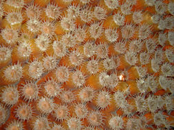 Image of Great Star Coral