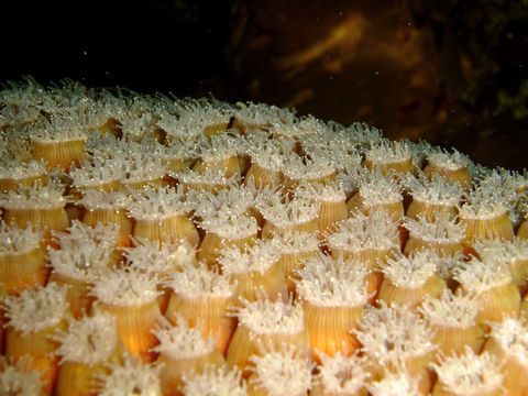 Image of Great Star Coral