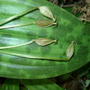 Sivun Scoliopus bigelovii Torr. kuva