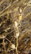 Image of common catchfly