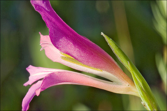 Image of Gladiolus illyricus W. D. J. Koch