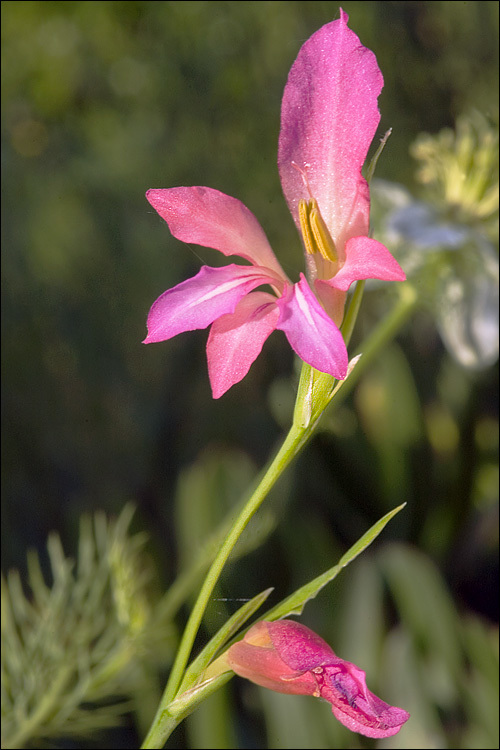 Imagem de Gladiolus illyricus W. D. J. Koch