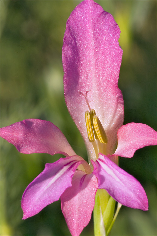 Imagem de Gladiolus illyricus W. D. J. Koch