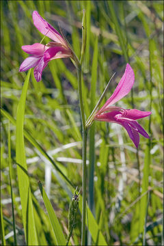 Imagem de Gladiolus illyricus W. D. J. Koch