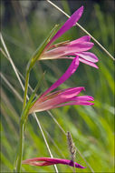 Imagem de Gladiolus illyricus W. D. J. Koch