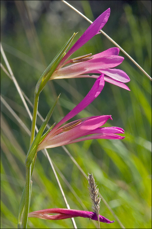 Imagem de Gladiolus illyricus W. D. J. Koch