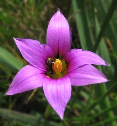 Image of rosy sandcrocus