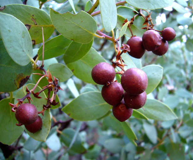 Sivun Arctostaphylos manzanita Parry kuva