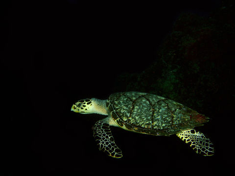 Image of Hawksbill Turtle
