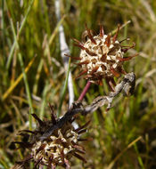 Image de Trifolium glomeratum L.