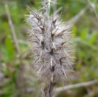 Image of crimson clover