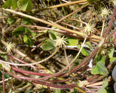 Image of subterranean clover