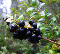 Image of evergreen huckleberry