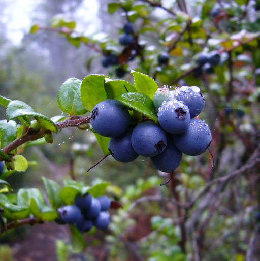 Image of evergreen huckleberry